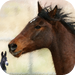 Horse Horse Donkey - Memory game for people who love horses